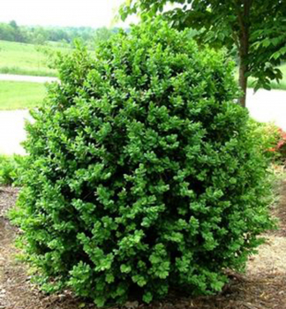 Buxus sempervirens,