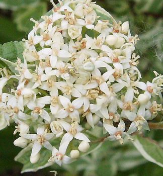 Cornus alba ELEGANTISSIMA, detail kvetu