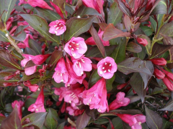 Weigela florida ALEXANDRA detail kvetu