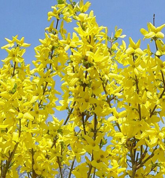 Zlatice prost�edn� (Zlat� d隝) �LYNWOOD� 20-30 cm, kont. 1,4 l