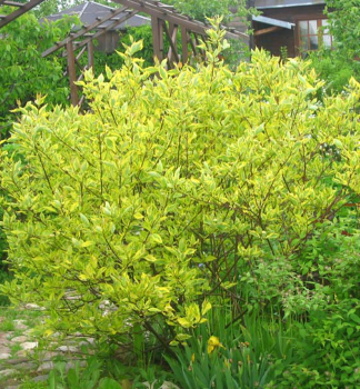 Obrzok (3)
