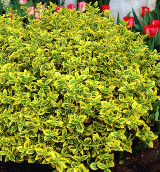 Brslen Fortunev EMERALDN GOLD 10-15 cm, kont. 0,5 l