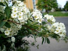 Spiraea x vanhouttei: detail kvetu