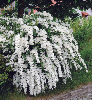 Tavolnik van Houttev 20-30 cm, kont. 1 l