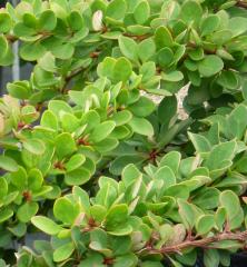 Obr�zok (1)