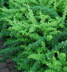 Obr�zok (3)