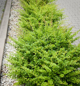 D�i���l Thunberg�v �GREEN CARPET� 20-30 cm, kont. 2,5 l