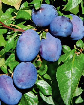 Obrzok (2)