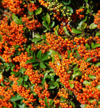 Hlohyn arlatov ORANGE GLOW 40-50 cm, kont. 2 l