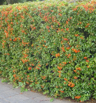 Pyracantha coccinea ORANGE GLOW, prava na iv plot