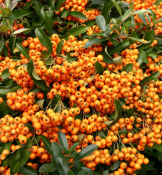 Pyracantha coccinea ORANGE GLOW, detail plodov