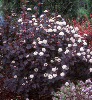 Physocarpus opulifolius DIABOLO obdobie kvitnutia