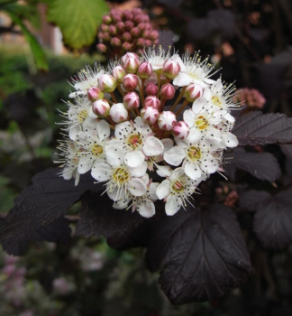 Physocarpus opulifolius DIABOLO, detail kvetu