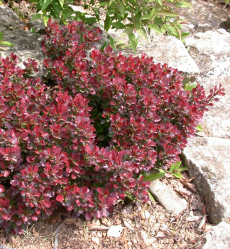 Berberis thunbergii ATROPURPUREA NANA