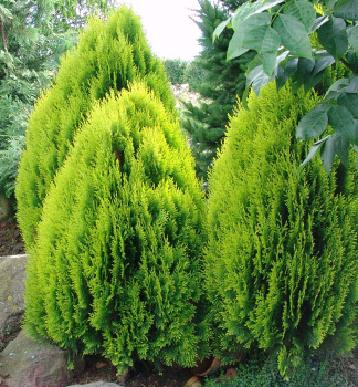 Zerav vchodn AUREA NANA 20-30 cm, kont. 2 l