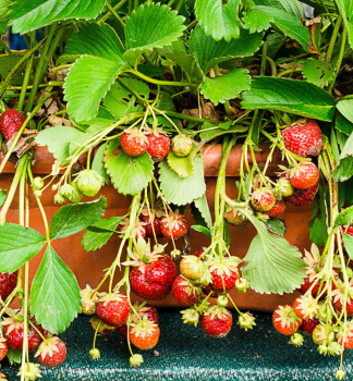 Jahodn�k m�s��n� �RUJANA�, kont. 0,5 l