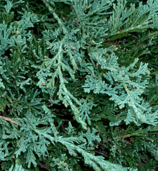 Juniperus horizontalis WILTONII, detail borievky