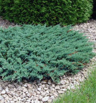 Juniperus horizontalis ´WILTONII´ v záhone