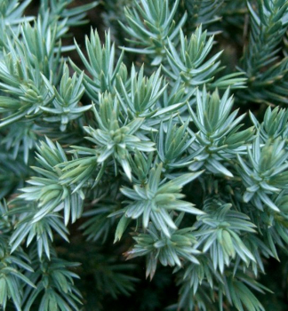 Detail ihlíc Juniperus squamata ´BLUE CARPET´