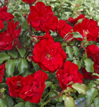 Růže mnohokvětá ´ROTILIA´ * ADR, Kordes 2000, 20-30 cm, kont. 2 l