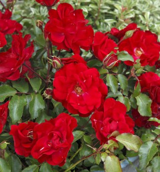 Re mnohokvt ROTILIA * ADR, Kordes 2000, 20-30 cm, kont. 2 l