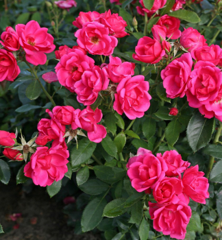 Růže mnohokvětá ´GARTENFREUND´ * Kordes 2013, 30-40 cm, kont. 2 l