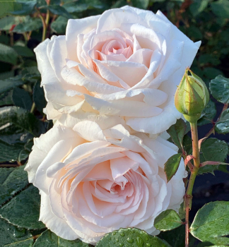 Růže keřová extra voňavá ´GRÄFIN ELKE ZU RANTZAU´ **** Kordes 2019, kont. 2 l