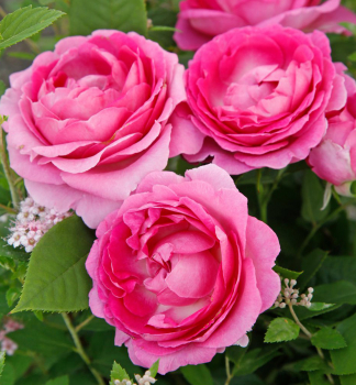 Re strom. extra voav FRULEIN MARIA ***** ADR, Kordes 2019 na km. 80 cm, prostok.
