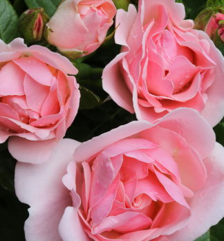 Růže mnohokvětá ´ASTRID LINDGREN®´ * 50-60 cm, kont. 2 l