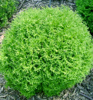Obrzok_(1)