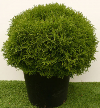 Thuja occidentalis TINY TIM v ndobe