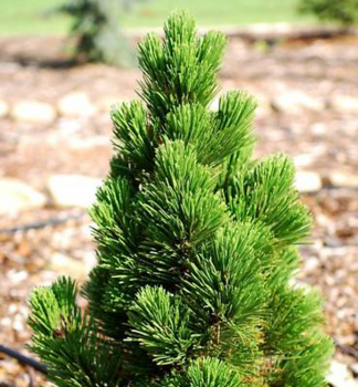 Solitrne rastci Pinus leucodermis COMPACT GEM