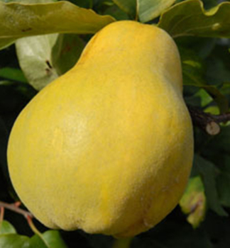Kdoulo 'PORTUGAL' podn. semen, 160-180 cm, kont. 5 l