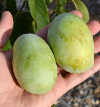 Muoul trojlalonat (Indinsky bann) 30-40, kont. 3 l