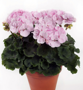 Pelargonie vzpmen ALMA, kont. 0,3 l