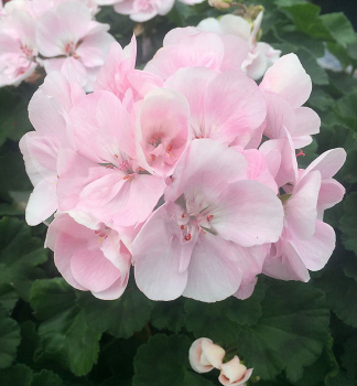 Pelargonie vzpmen ALMA, kont. 0,3 l
