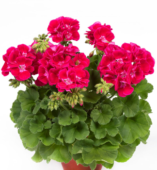 Pelargonie vzpmen FLOWER FAIRY RED SPLASH, kont. 0,3 l