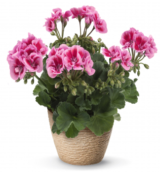 Pelargonie vzpmen FLOWER FAIRY PINK, kont. 0,3 l