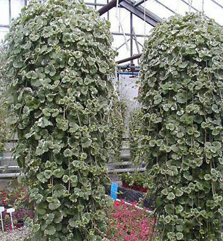 Popenec b�e�anovit� �VARIEGATA�, kont. 0,5 l