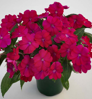 Netykavka vzpmen SUNPATIENS MAGENTA, kont. 0,3 l