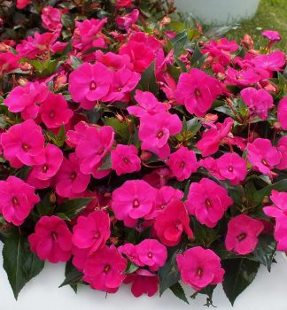 Netykavka vzpmen SUNPATIENS MAGENTA, kont. 0,3 l