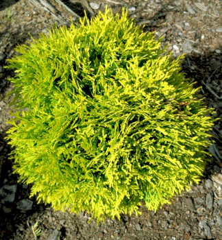 Zerav zpadn MIRJAM 10-15 cm, kont. 2 l