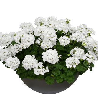 Pelargnie hybridn TWO IN ONE WHITE, kont. 0,3 l