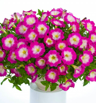 Petunie p�evisl� �CASCADIAS� FANTASY HOT PINK�, kont. 0,5 l