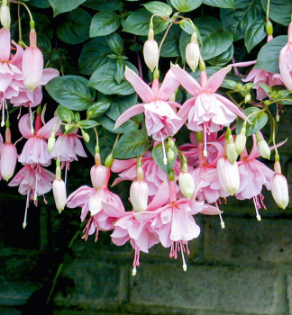 Fuchsia PINK GALORE, kont. 0,3 l