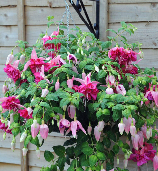 Fuchsia vzpmen BELLA ROSELLA, kont. 0,3 l