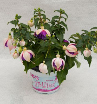 Fuchsia velkokv�t� �JOLLIES LA GRANDE LORRAINE�, kont. 0,5 l