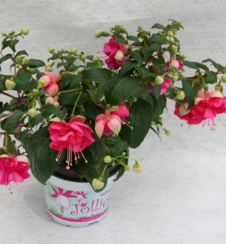 Fuchsia velkokvt JOLLIES LA GRANDE CORSE, kont. 0,3 l