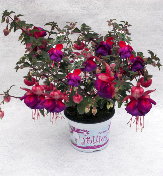 Fuchsia velkokvt JOLLIES LA GRANDE ALSACE, kont. 0,3 l