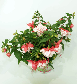 Fuchsia velkokvt JOLLIES LA GRANDE JURACON, kont. 0,3 l